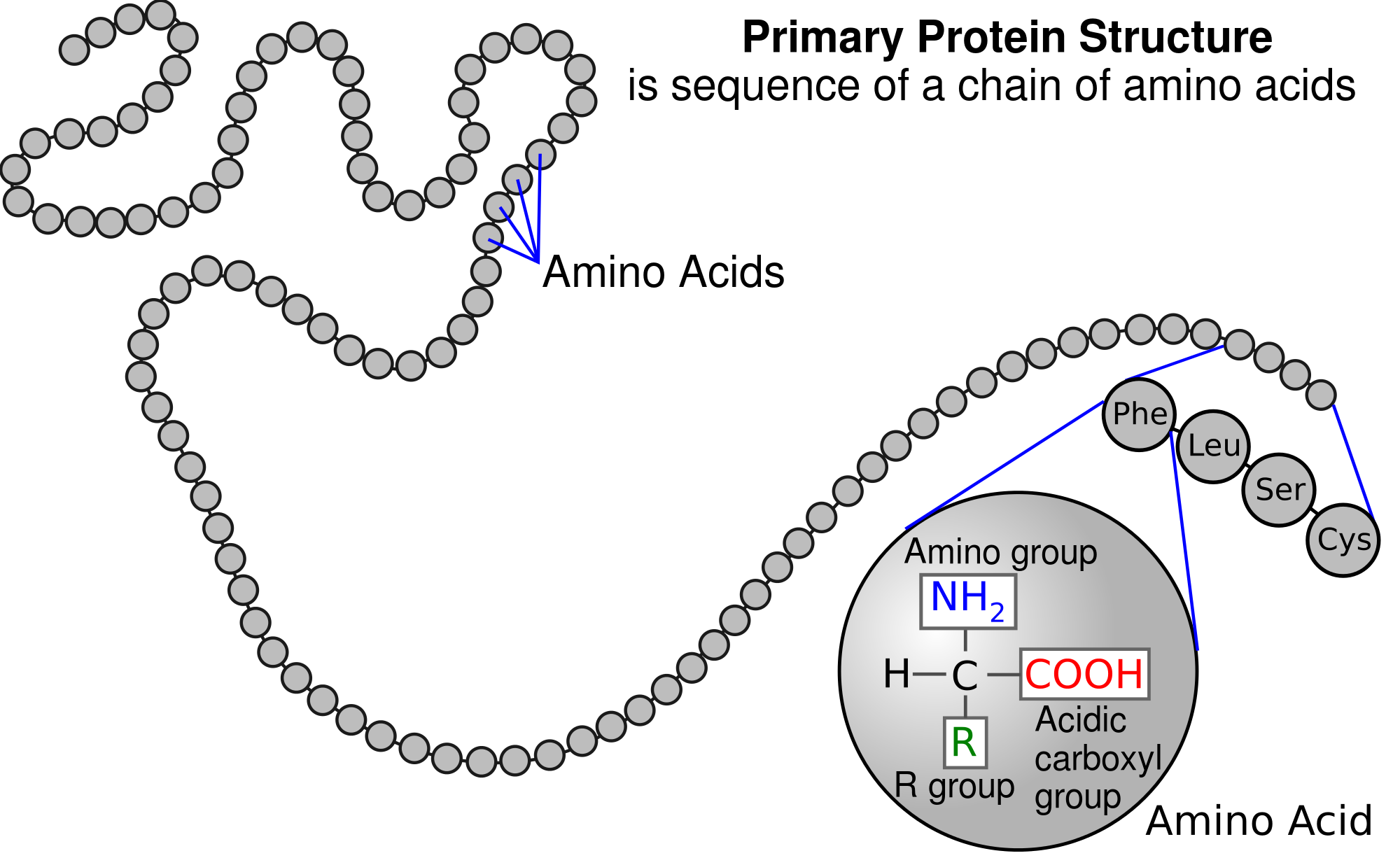 Diagram Of Different Amino Acids Combine To Form Proteins At Derrick 