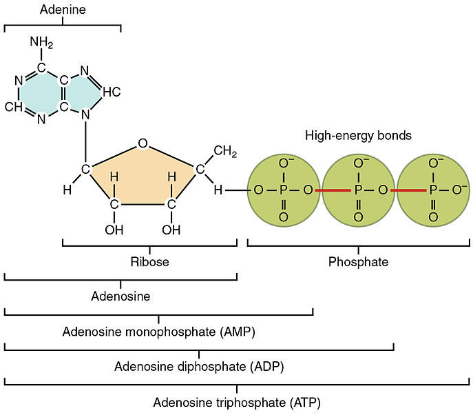 Obtaining and Transforming Energy: Role of ATP - Expii