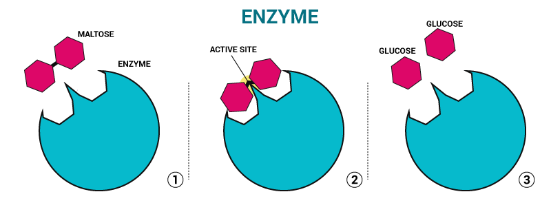 role of enzymes expii