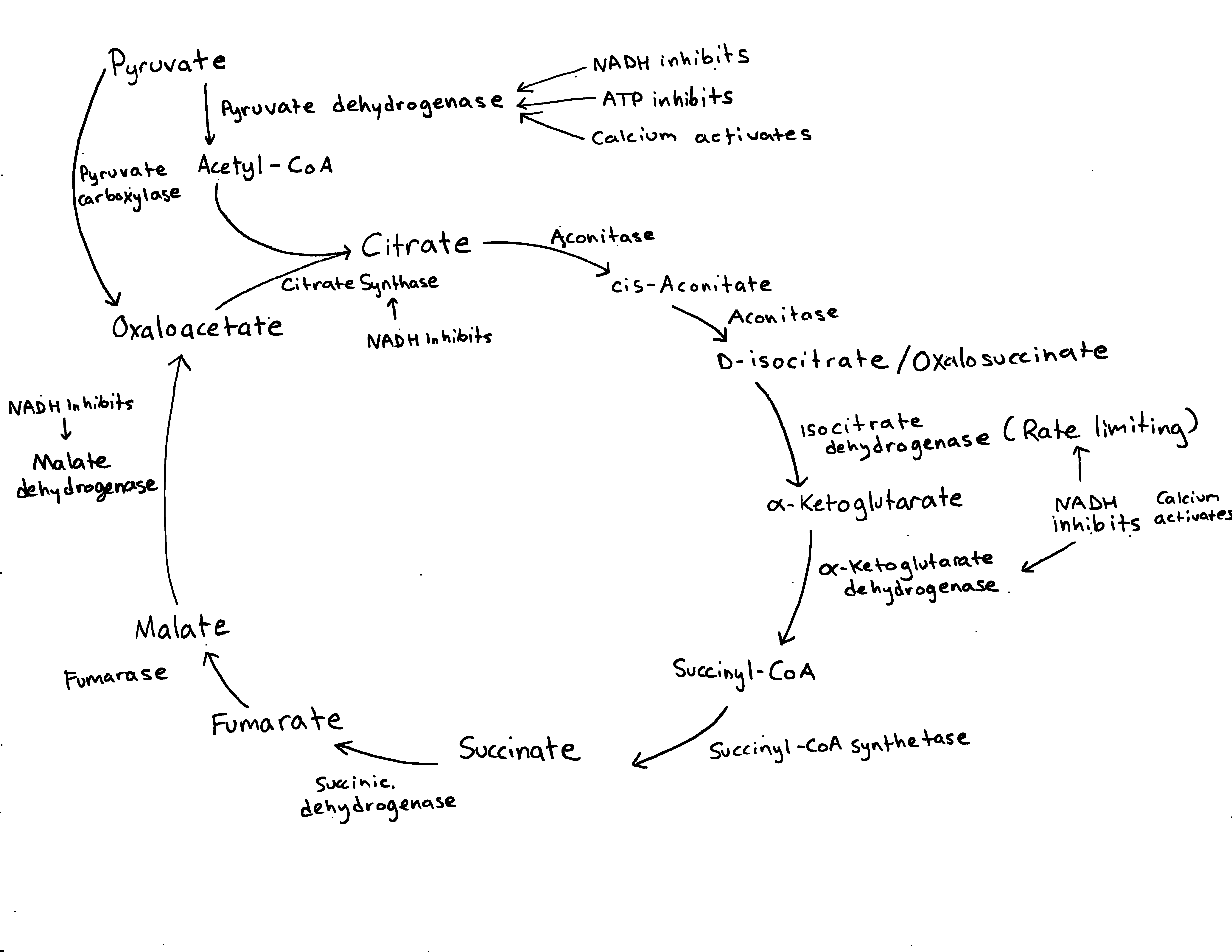 Energy Balance in the Citric Acid Cycle Expii