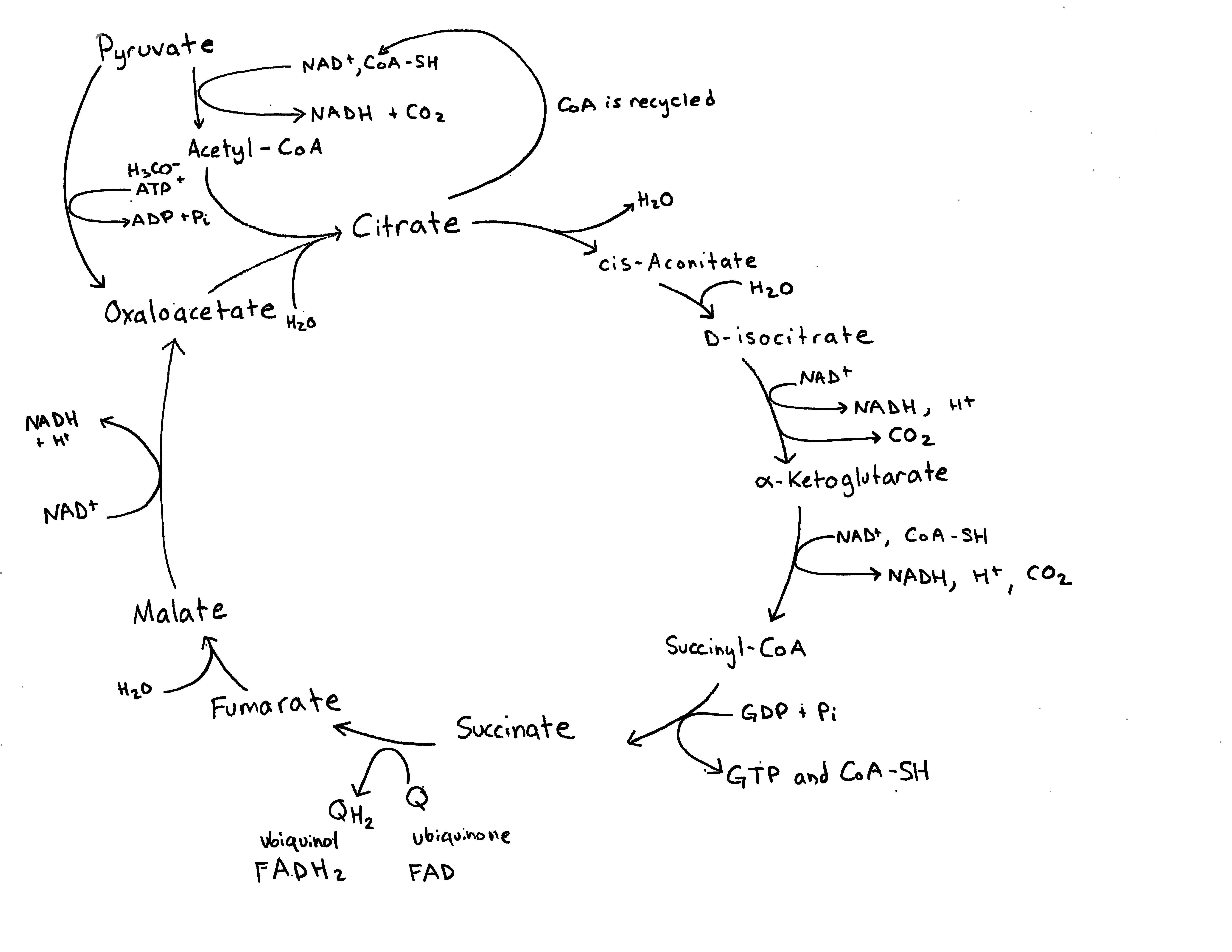 Energy Balance in the Citric Acid Cycle Expii