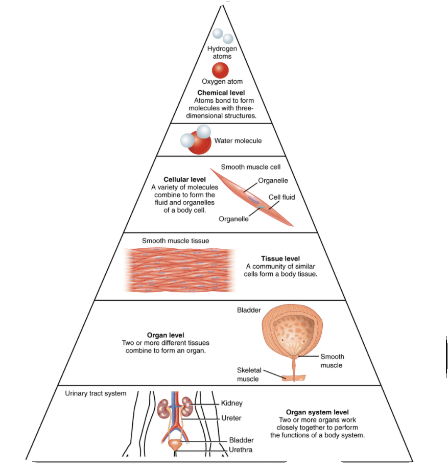 Levels of Organization Within Organisms Organ Systems Expii