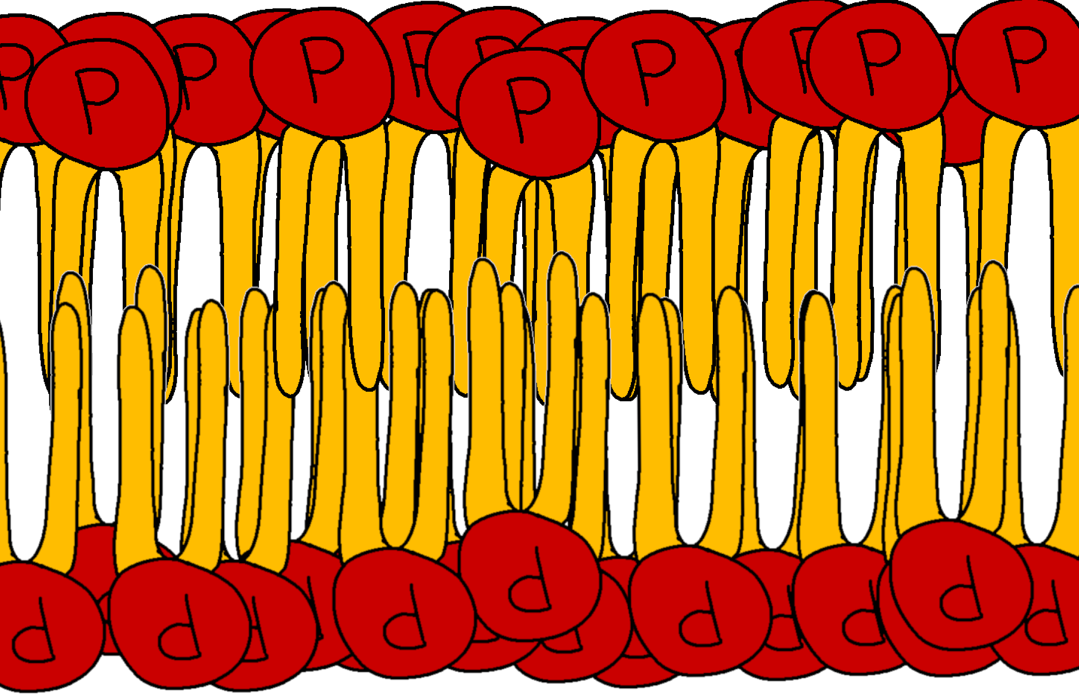 Phospholipids Expii