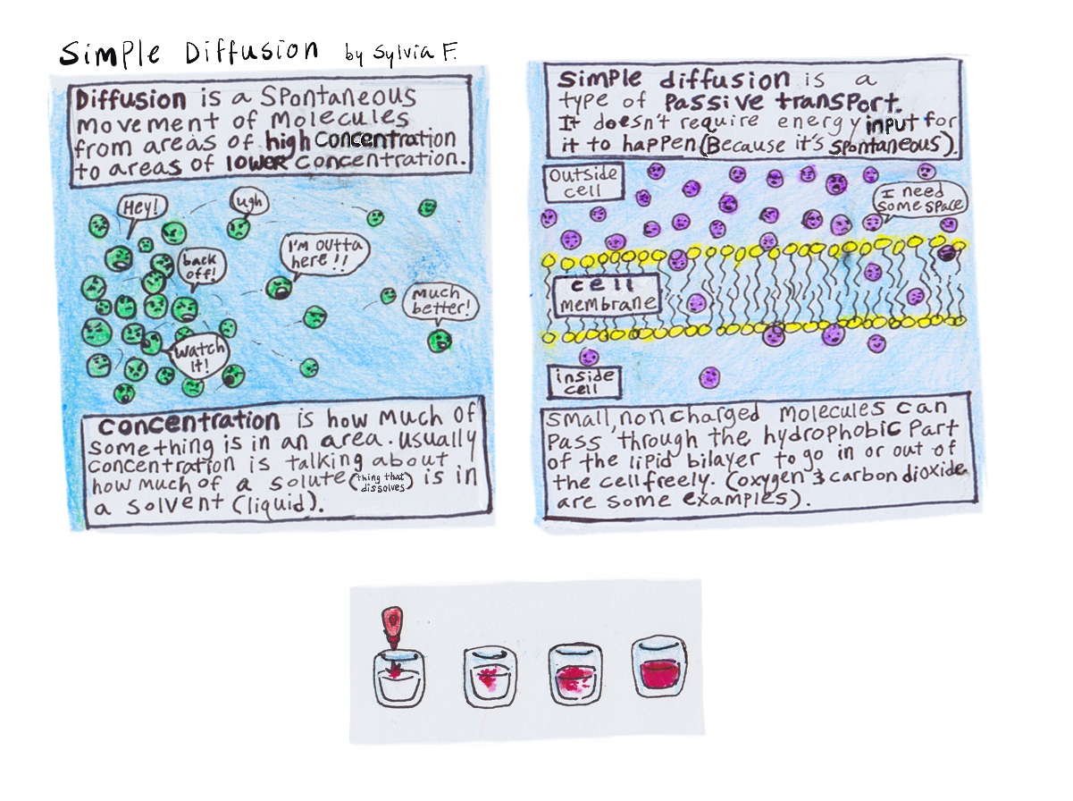 passive transport diffusion expii movement of molecules from high to low concentration