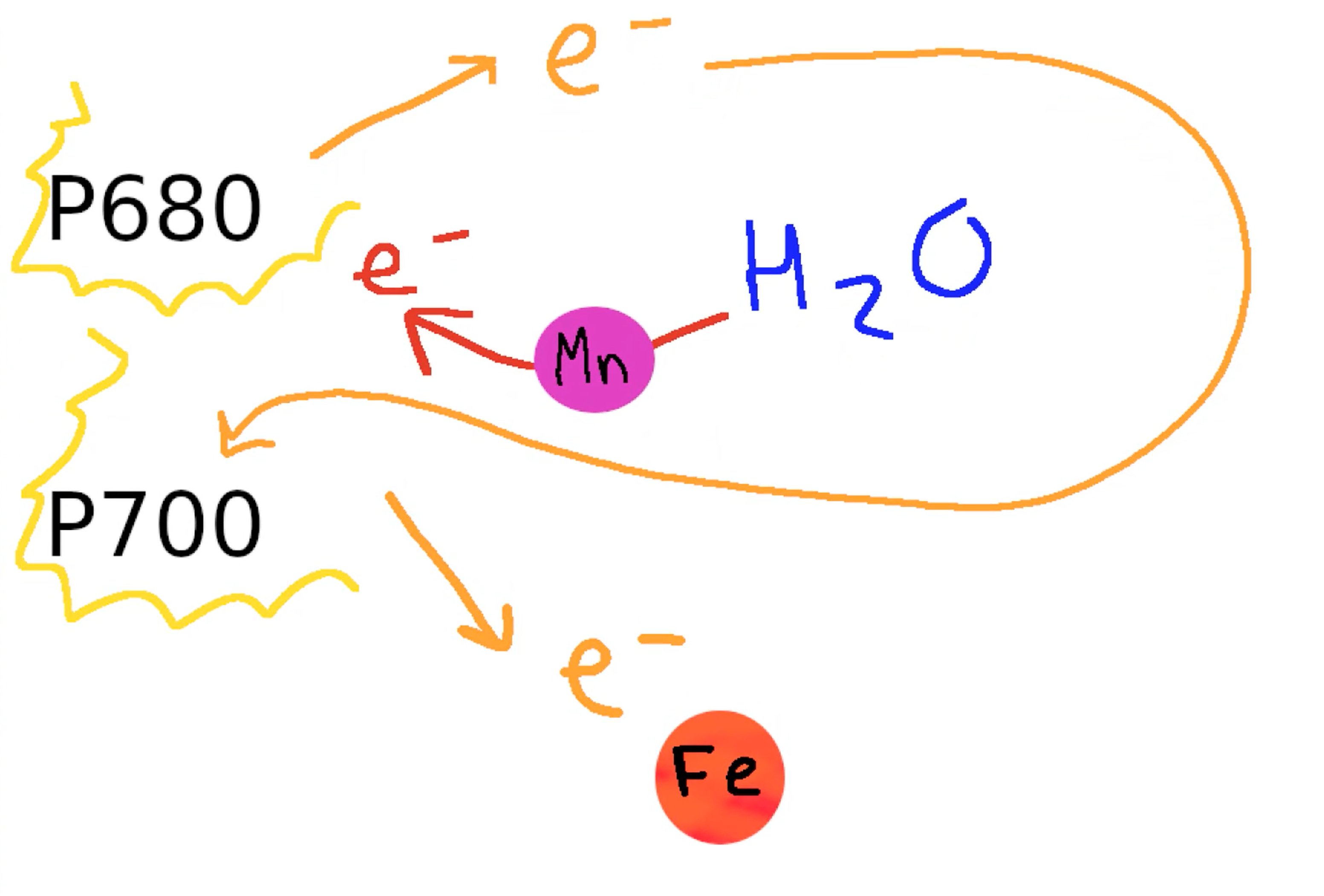 Role of Sunlight in Photosynthesis Expii